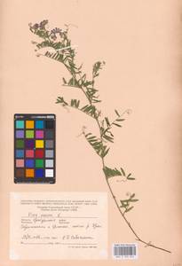 Vicia cracca L., Eastern Europe, Eastern region (E10) (Russia)