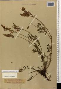 Onobrychis biebersteinii Sirj., Caucasus, Armenia (K5) (Armenia)