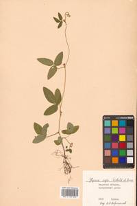 Glycine max subsp. soja (Siebold & Zucc.) H.Ohashi, Siberia, Russian Far East (S6) (Russia)