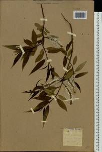 Salix fragilis L., Eastern Europe, South Ukrainian region (E12) (Ukraine)