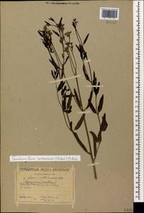 Poacynum armenum (Pobed.) Mavrodiev, Laktionov & Yu. E. Alexeev, Caucasus, Azerbaijan (K6) (Azerbaijan)