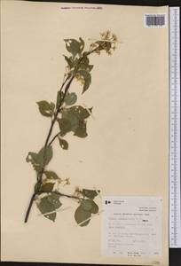 Prunus pensylvanica L. fil., America (AMER) (Canada)