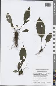 Saussurea umbrosa Kom., Siberia, Russian Far East (S6) (Russia)