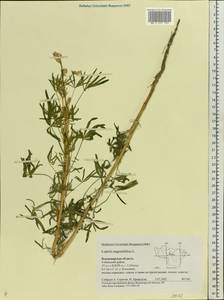 Lupinus angustifolius L., Eastern Europe, Central region (E4) (Russia)