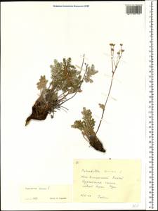 Potentilla sericea L., Siberia, Altai & Sayany Mountains (S2) (Russia)