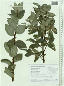 Elaeagnus commutata Bernh. ex Rydb., Eastern Europe, Central region (E4) (Russia)