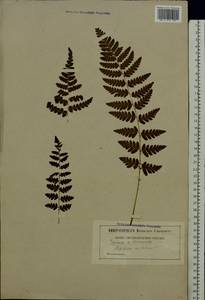 Dryopteris cristata (L.) A. Gray, Eastern Europe, Moscow region (E4a) (Russia)