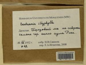 Bartramia ithyphylla Brid., Bryophytes, Bryophytes - North Caucasus & Ciscaucasia (B12) (Russia)