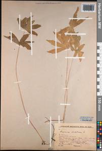 Anemonastrum dichotomum (L.) Mosyakin, Siberia, Baikal & Transbaikal region (S4) (Russia)
