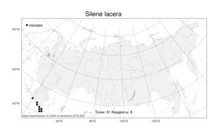 Silene lacera (Steven) Sims, Atlas of the Russian Flora (FLORUS) (Russia)