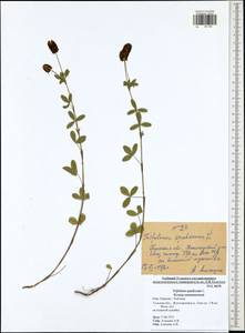 Trifolium spadiceum L., Eastern Europe, Central region (E4) (Russia)