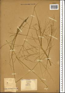Puccinellia distans (Jacq.) Parl., Caucasus, Armenia (K5) (Armenia)
