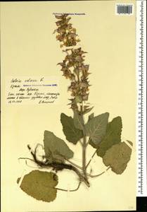 Salvia sclarea L., Crimea (KRYM) (Russia)