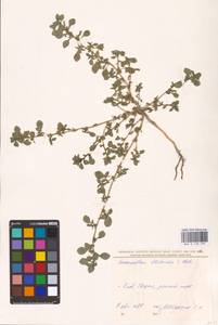 Amaranthus blitoides S. Watson, Eastern Europe, North Ukrainian region (E11) (Ukraine)