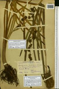 Sparganium erectum subsp. neglectum (Beeby) K.Richt., Eastern Europe, Central region (E4) (Russia)