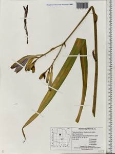 Hemerocallis fulva (L.) L., Eastern Europe, North-Western region (E2) (Russia)