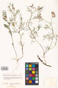 Astragalus arenarius L., Eastern Europe, Moscow region (E4a) (Russia)