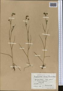 Bupleurum thianschanicum Freyn, Middle Asia, Northern & Central Tian Shan (M4) (Kyrgyzstan)