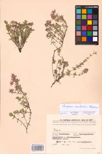 MHA 0 157 750, Thymus talijevii subsp. talijevii, Eastern Europe, Eastern region (E10) (Russia)