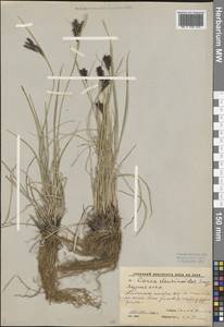 Carex eleusinoides Turcz. ex Kunth, Siberia, Yakutia (S5) (Russia)