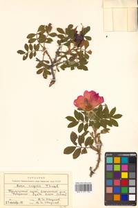 Rosa rugosa Thunb., Siberia, Russian Far East (S6) (Russia)