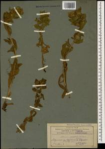 Alkanna orientalis (L.) Boiss., Caucasus, Armenia (K5) (Armenia)