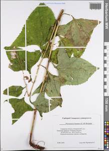 Parasenecio hastatus (L.) H. Koyama, Eastern Europe, Middle Volga region (E8) (Russia)