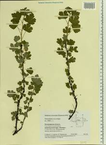 Ribes uva-crispa, Eastern Europe, Central region (E4) (Russia)