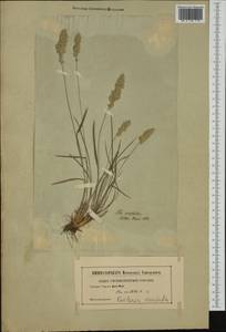 Koeleria macrantha (Ledeb.) Schult., Western Europe (EUR) (Not classified)