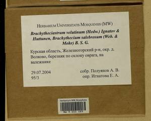 Brachytheciastrum velutinum (Hedw.) Ignatov & Huttunen, Bryophytes, Bryophytes - Central forest-and-steppe region (B10) (Russia)