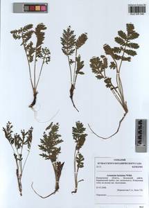 Artemisia laciniata Willd., Siberia, Altai & Sayany Mountains (S2) (Russia)