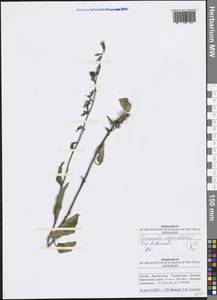Campanula rapunculoides L., Eastern Europe, Middle Volga region (E8) (Russia)