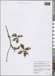 Parthenocissus quinquefolia (L.) Planch., Eastern Europe, Northern region (E1) (Russia)