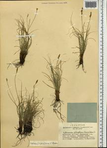 Carex macroprophylla (Y.C.Yang) S.R.Zhang, Siberia, Altai & Sayany Mountains (S2) (Russia)