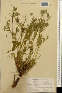 Astragalus cornutus Pall., Caucasus, Armenia (K5) (Armenia)