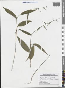 Epipactis helleborine (L.) Crantz, Eastern Europe, Middle Volga region (E8) (Russia)