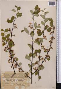 Cotoneaster oliganthus Pojark., Middle Asia, Northern & Central Tian Shan (M4) (Kazakhstan)