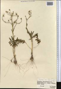 Oedibasis apiculata (Kar. & Kir.) Koso-Pol., Middle Asia, Muyunkumy, Balkhash & Betpak-Dala (M9) (Kazakhstan)