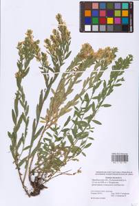 Genista tinctoria L., Eastern Europe, Eastern region (E10) (Russia)