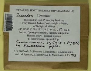 Leucodon coreensis Cardot, Bryophytes, Bryophytes - Russian Far East (excl. Chukotka & Kamchatka) (B20) (Russia)