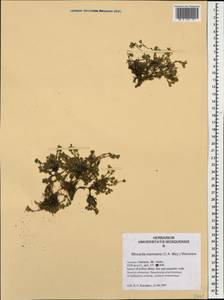 Pseudocherleria inamoena (C. A. Mey.) Dillenb. & Kadereit, Caucasus, Dagestan (K2) (Russia)