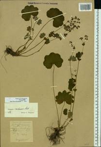 Alchemilla semilunaris Alechin, Eastern Europe, Moscow region (E4a) (Russia)