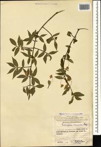 Euonymus verrucosus Scop., Caucasus, Azerbaijan (K6) (Azerbaijan)