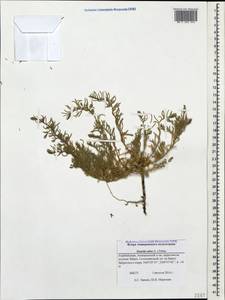 Suaeda salsa (L.) Pall., Caucasus, Azerbaijan (K6) (Azerbaijan)