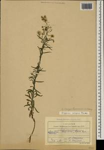 Erigeron bonariensis L., Caucasus, Georgia (K4) (Georgia)