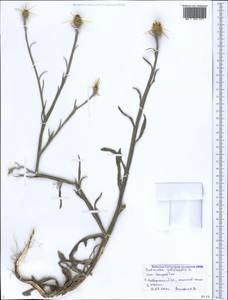 Centaurea solstitialis L., Caucasus, Black Sea Shore (from Novorossiysk to Adler) (K3) (Russia)