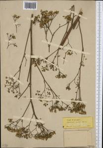 Pastinaca sativa subsp. urens (Req. ex Godr.) Celak., Western Europe (EUR) (Not classified)
