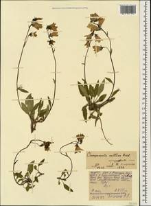 Campanula collina Sims, Caucasus, North Ossetia, Ingushetia & Chechnya (K1c) (Russia)