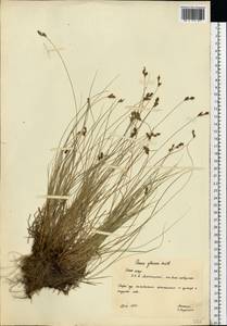Carex glareosa Schkuhr ex Wahlenb., Eastern Europe, Northern region (E1) (Russia)