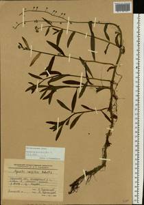 Myosotis scorpioides L., Eastern Europe, South Ukrainian region (E12) (Ukraine)